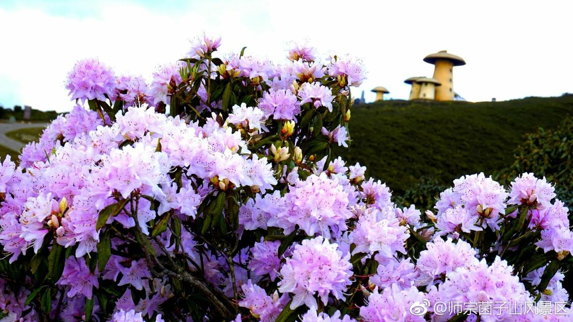 抖音浏览量在线自助下单网站：自媒体创作提升技巧免费公开课指南